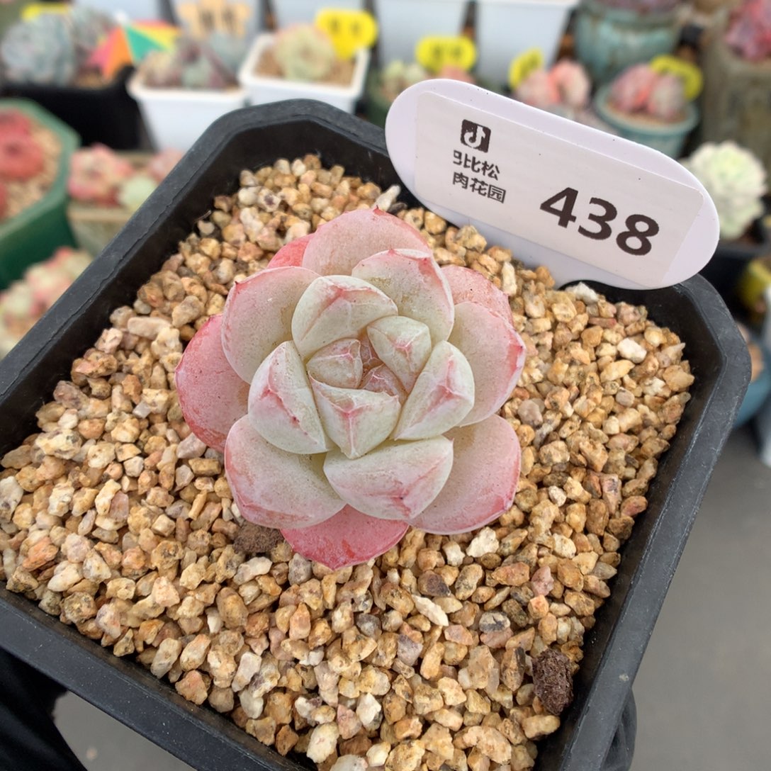 438 冰玉石化多肉