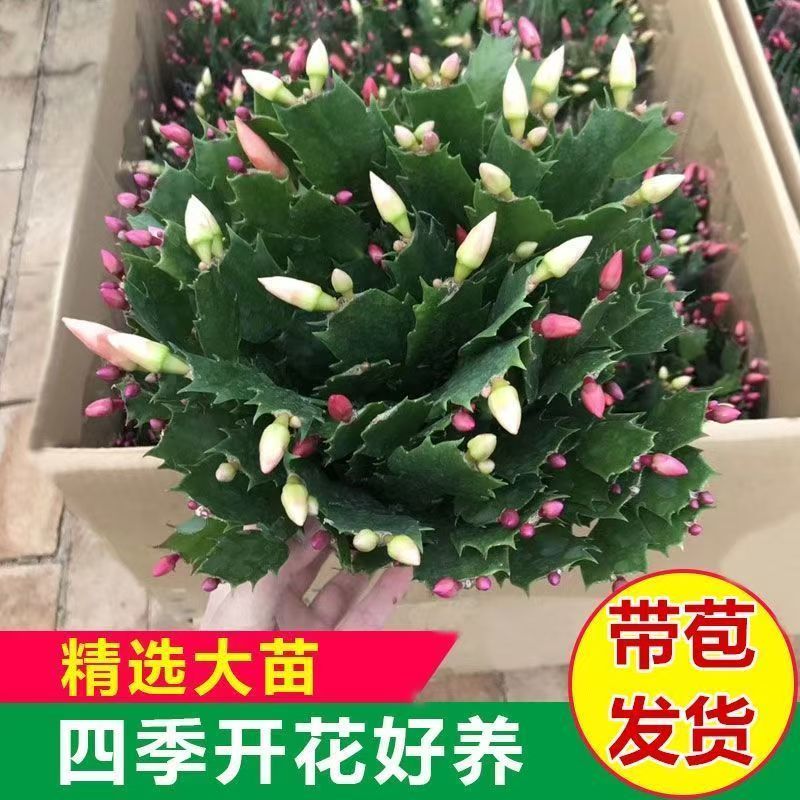 【带花苞发货】多色开花重瓣蟹爪兰绿植花卉盆栽室内四季耐活植物