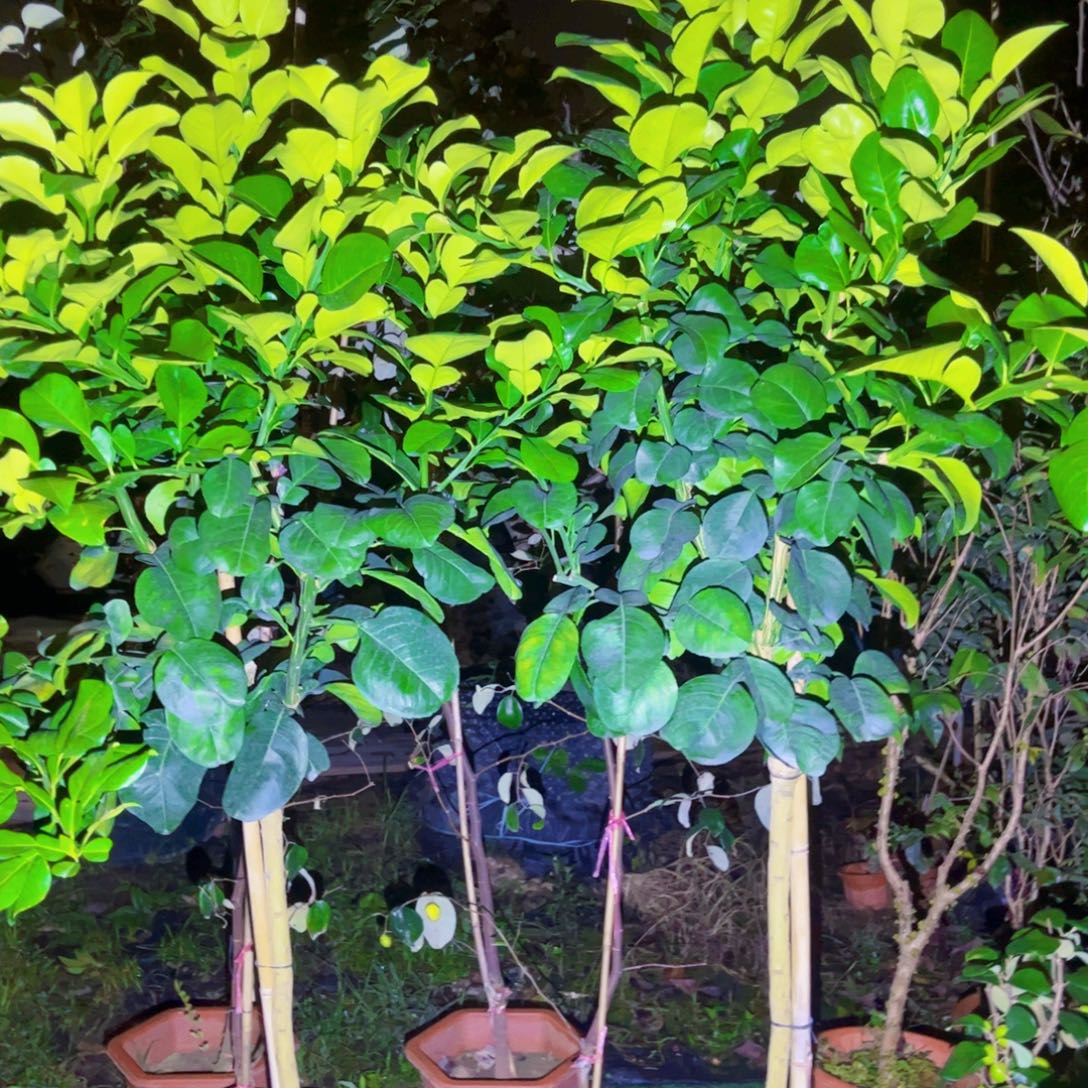 宜***人果苗。果苗。果苗6666