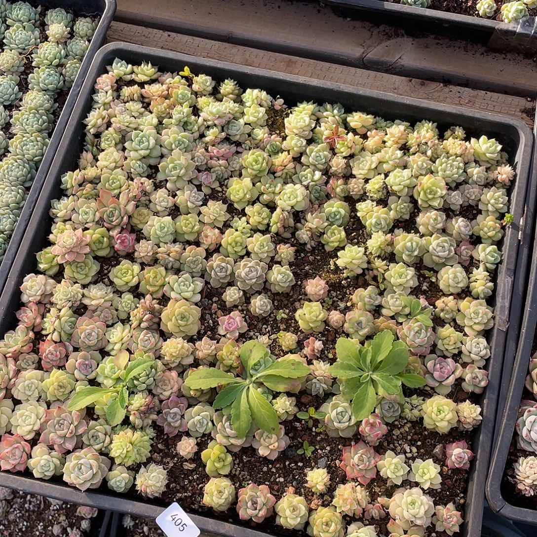 ****R405。 定。     切饿盒发货。     