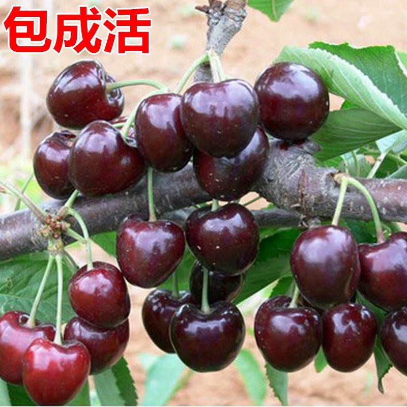 车厘子树苗南方种植北方樱桃树大樱桃苗盆栽矮化庭院果苗樱桃树苖
