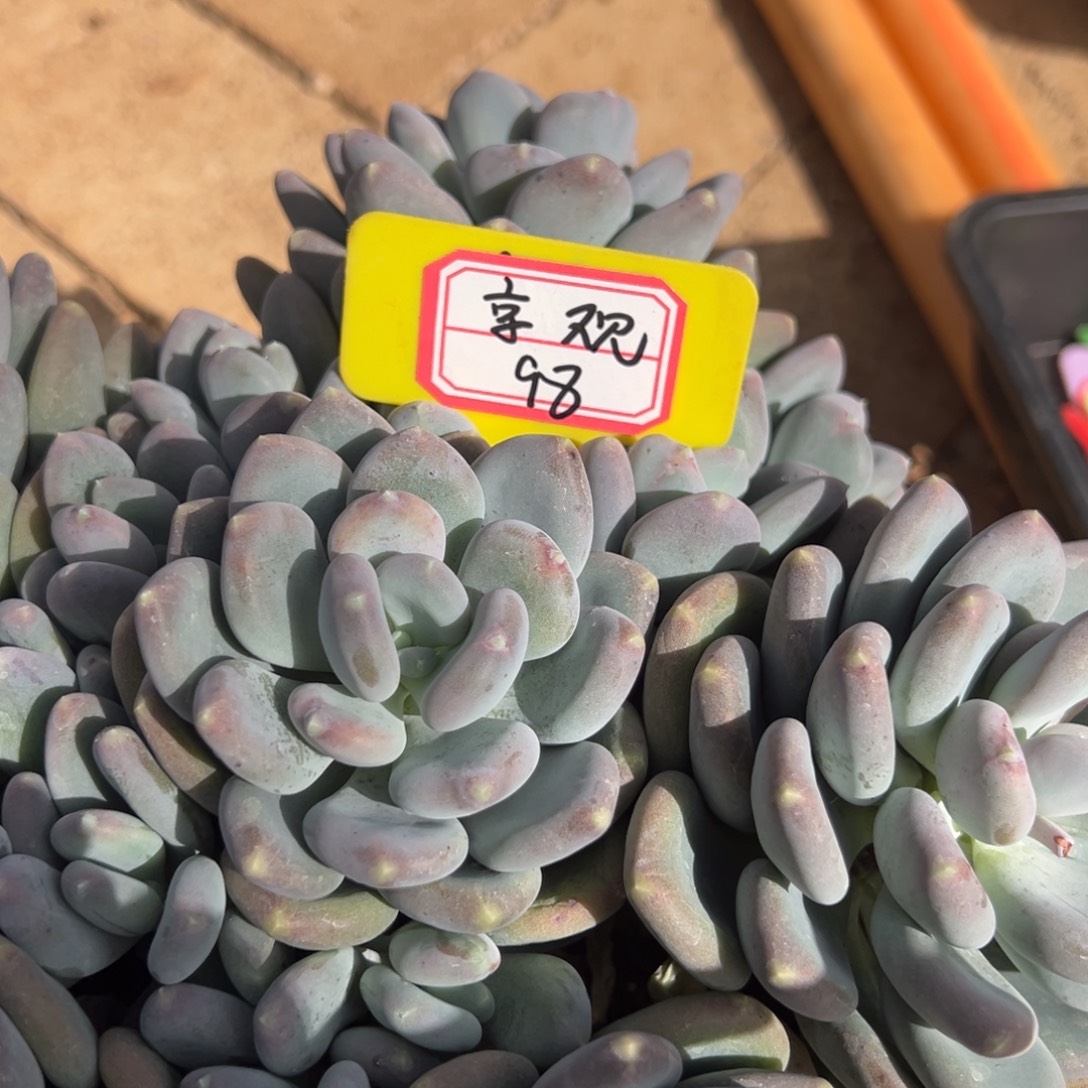 京***观京观98。               