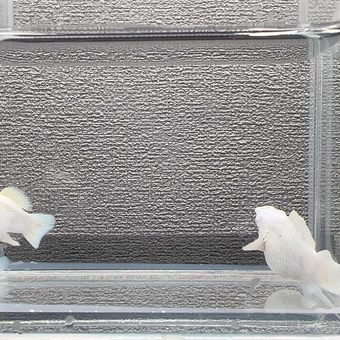 孔雀鱼瓷白粉钻眼