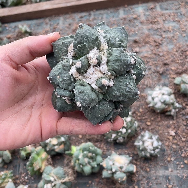 自根青瓷怒瑕疵特价不退换