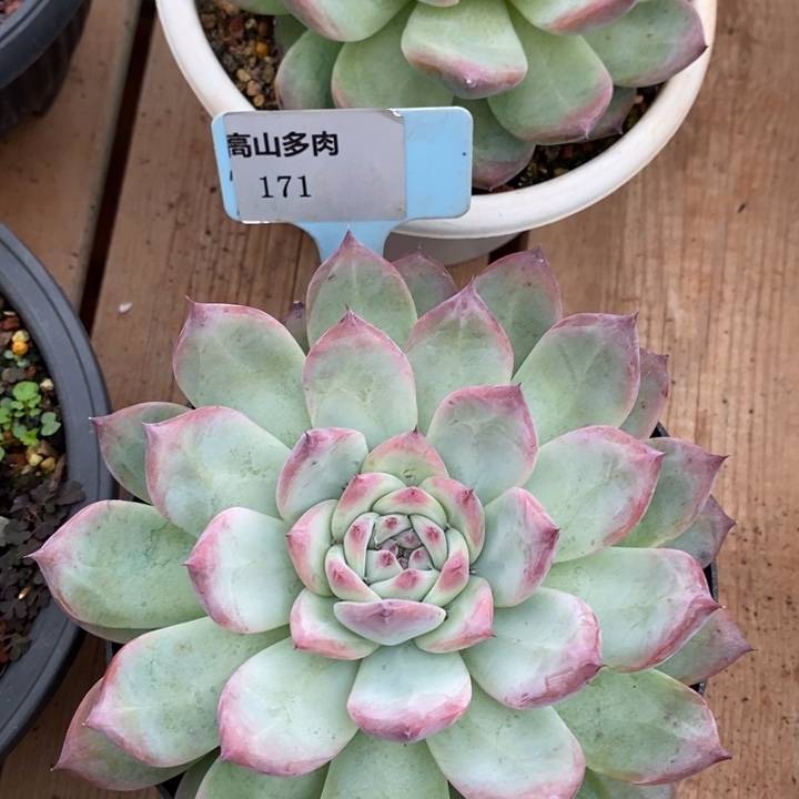 D171- 直播福利 原始卡罗拉