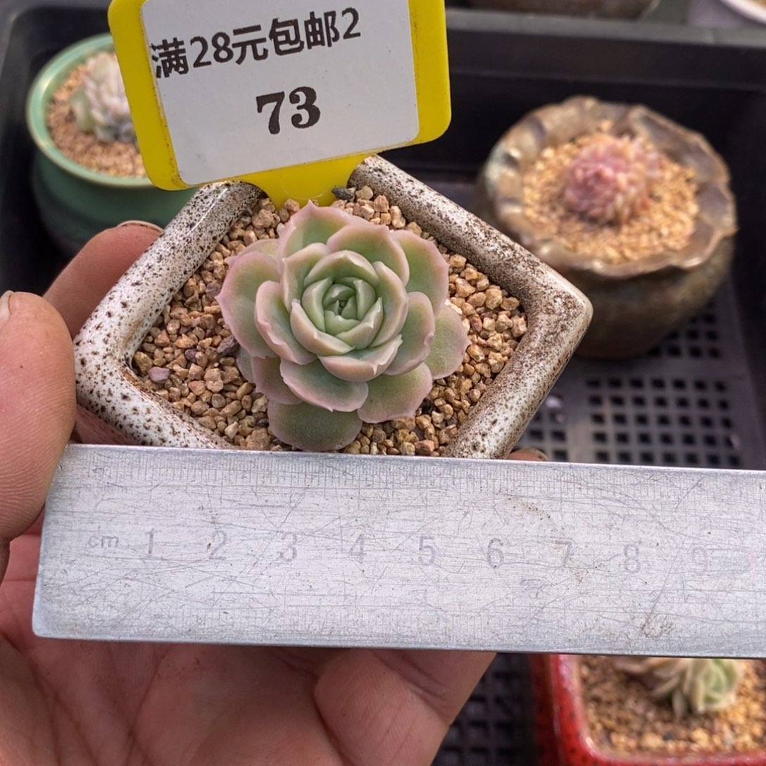 273水晶虾饺多肉植物