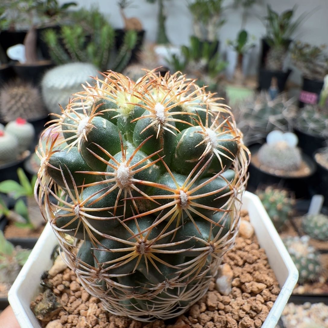 无花朵狮子奋迅47