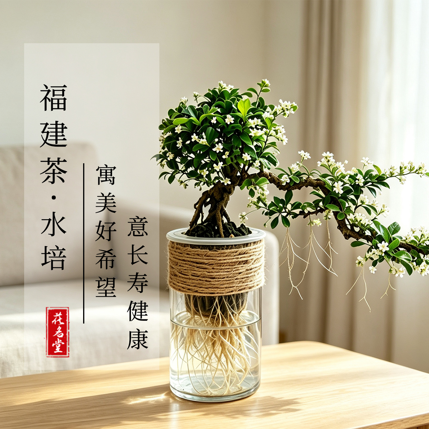 鱼缸水培悬崖福建茶树盆栽室内好养可净化空气适合桌面装饰