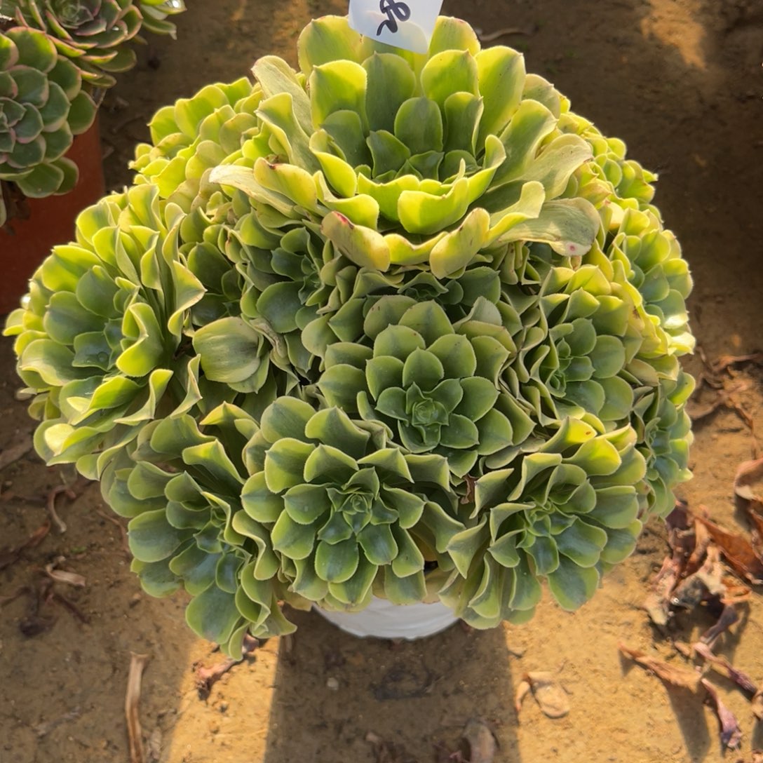 11-28-38绿豆沙法师锦