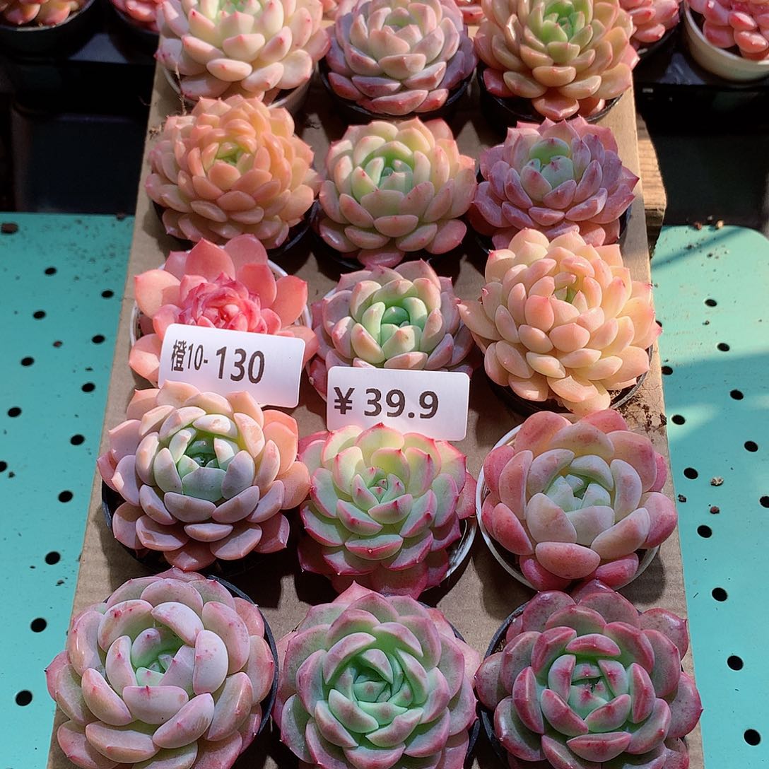 10-130一物一拍带盆18颗