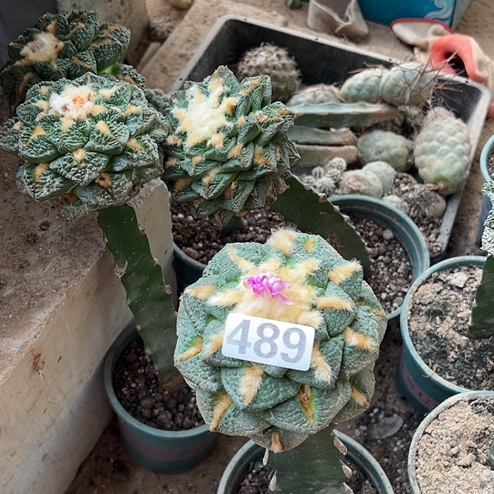 龍***一仙人球489号仙人球