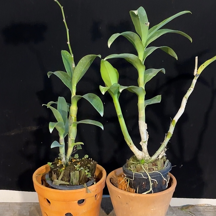 当前无花朵，栽培后可花朵泰国玫瑰1297