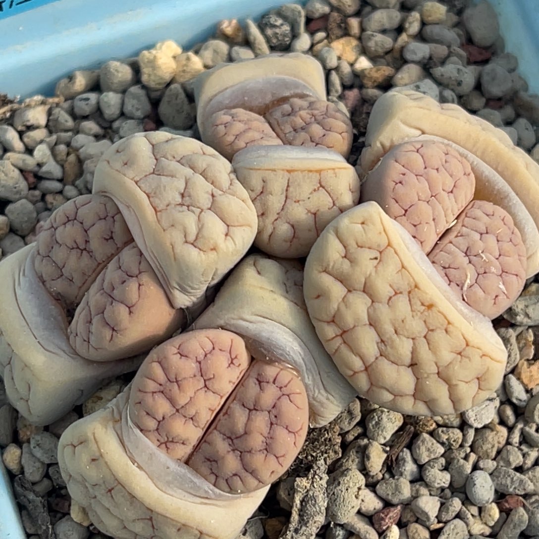 7548四头荒群一颗 