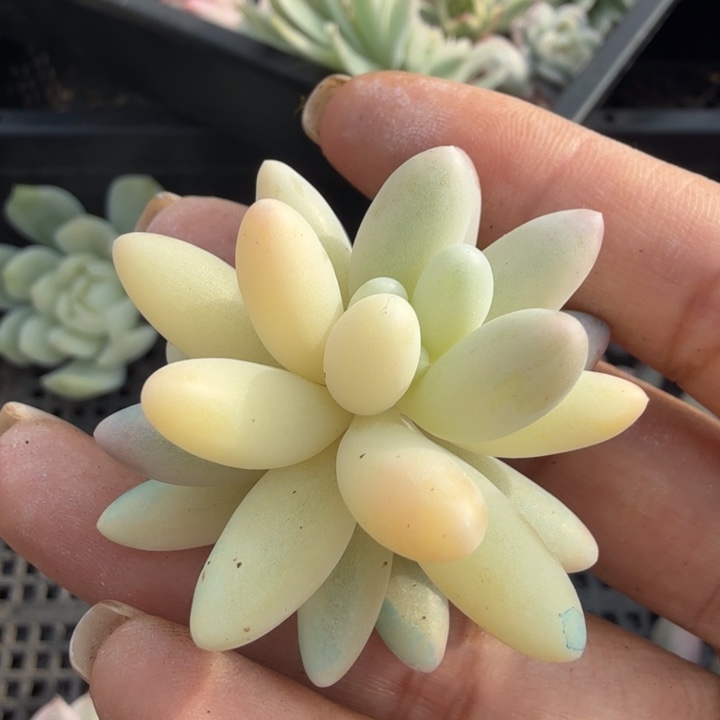 婴儿手指锦 腹轮锦无根