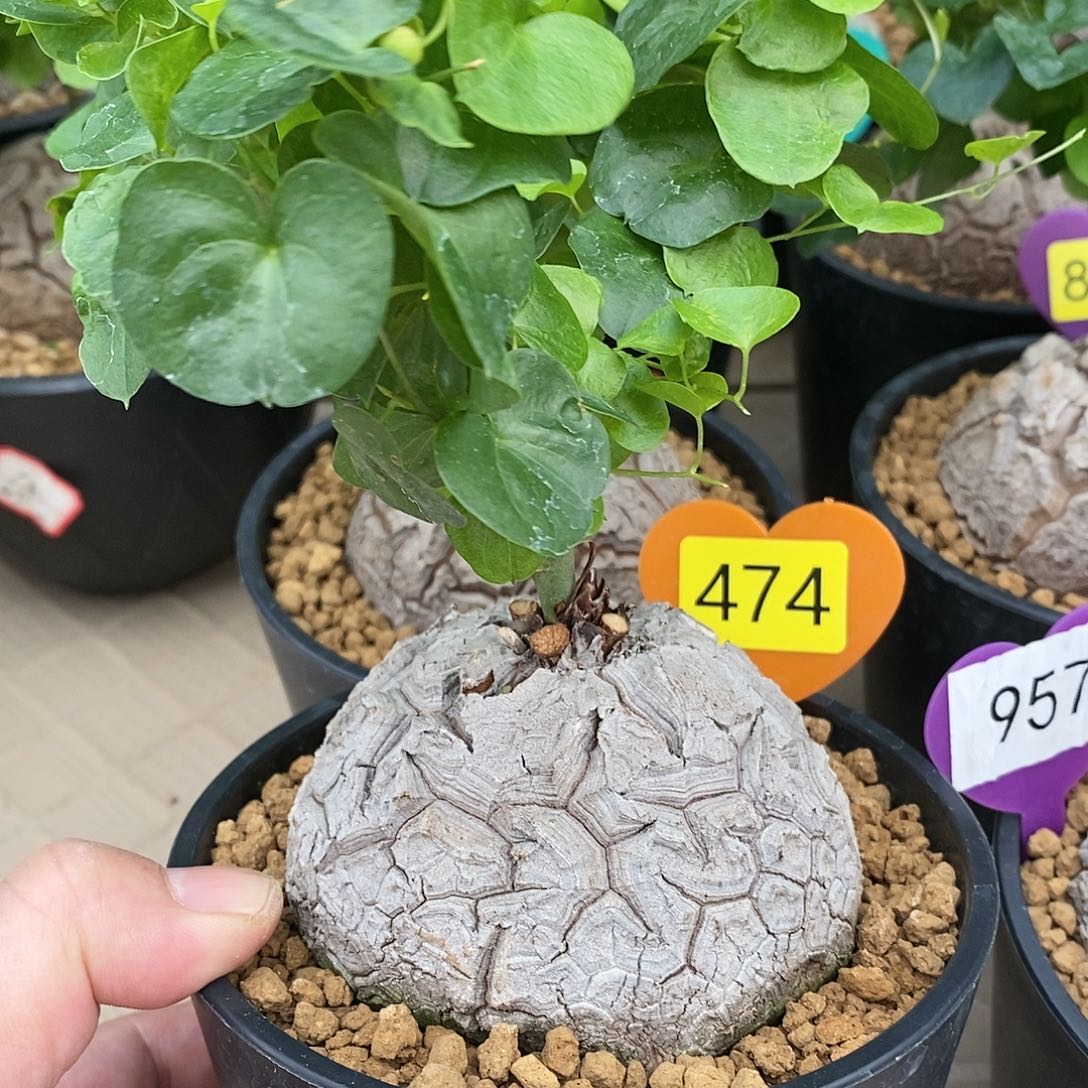 南非龟甲龙龟甲龙