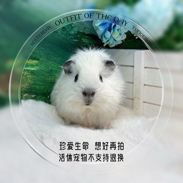 加州弟弟 荷兰猪 豚鼠 包邮包风险