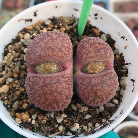 多肉肉锥 岛田酒红紫薰