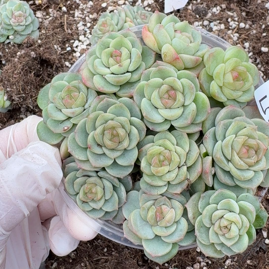 多肉植物多肉植物580