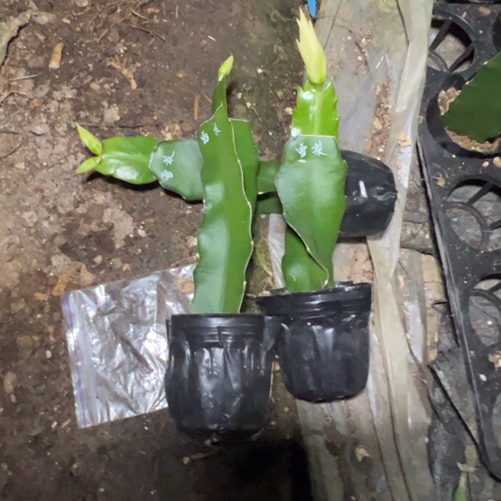 雪梨嫁接单片小破苗一颗