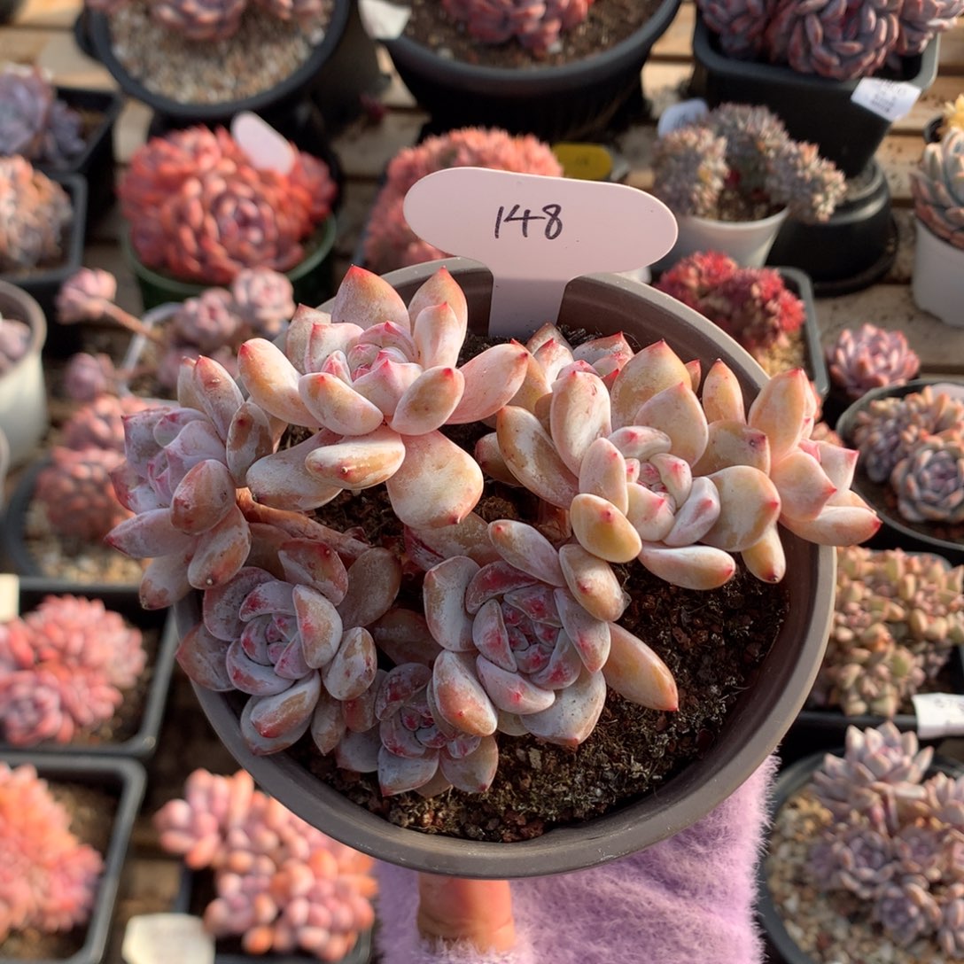 13厘米八头贵妃粉溏心石榴籽 小脸  特价 148