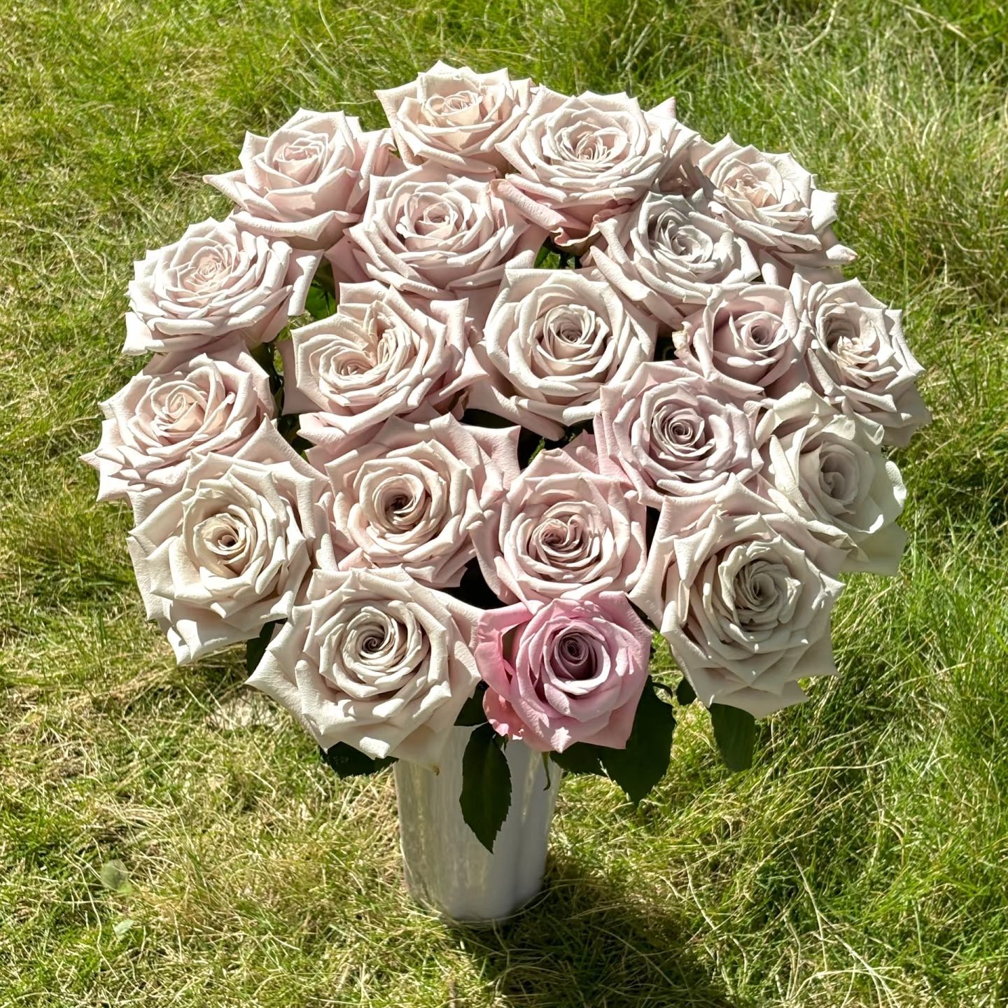 《2加仑扦插》灌木月季大花浓香盆栽庭院阳台藤本植物四季开花《3号》