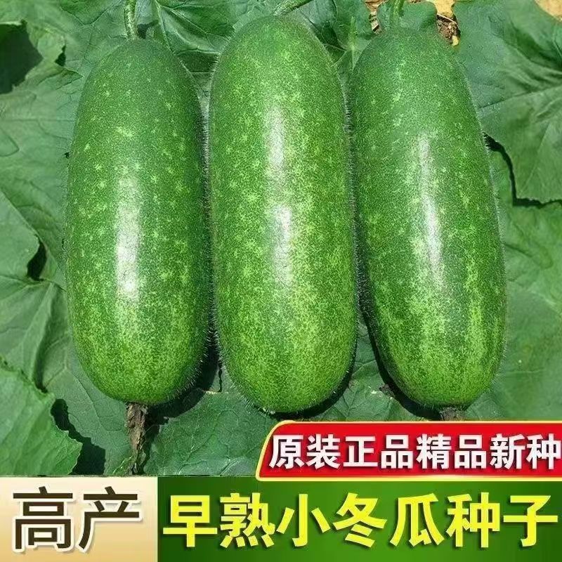 【全店满6包包邮】【153】小冬瓜种子凉拌黄瓜菜种子蔬菜蔬菜种子