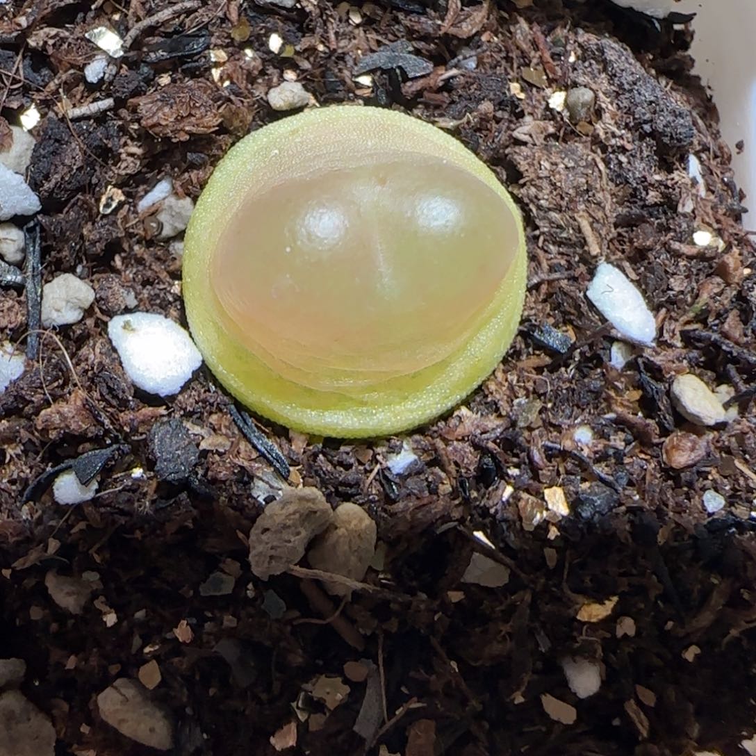 肉锥多肉植物百科-.19拉登1053