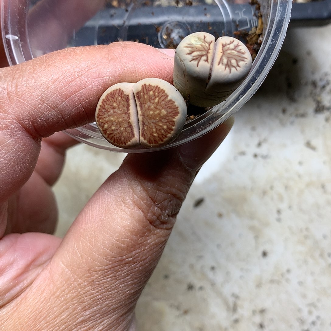 我**啾K432多肉植物保护