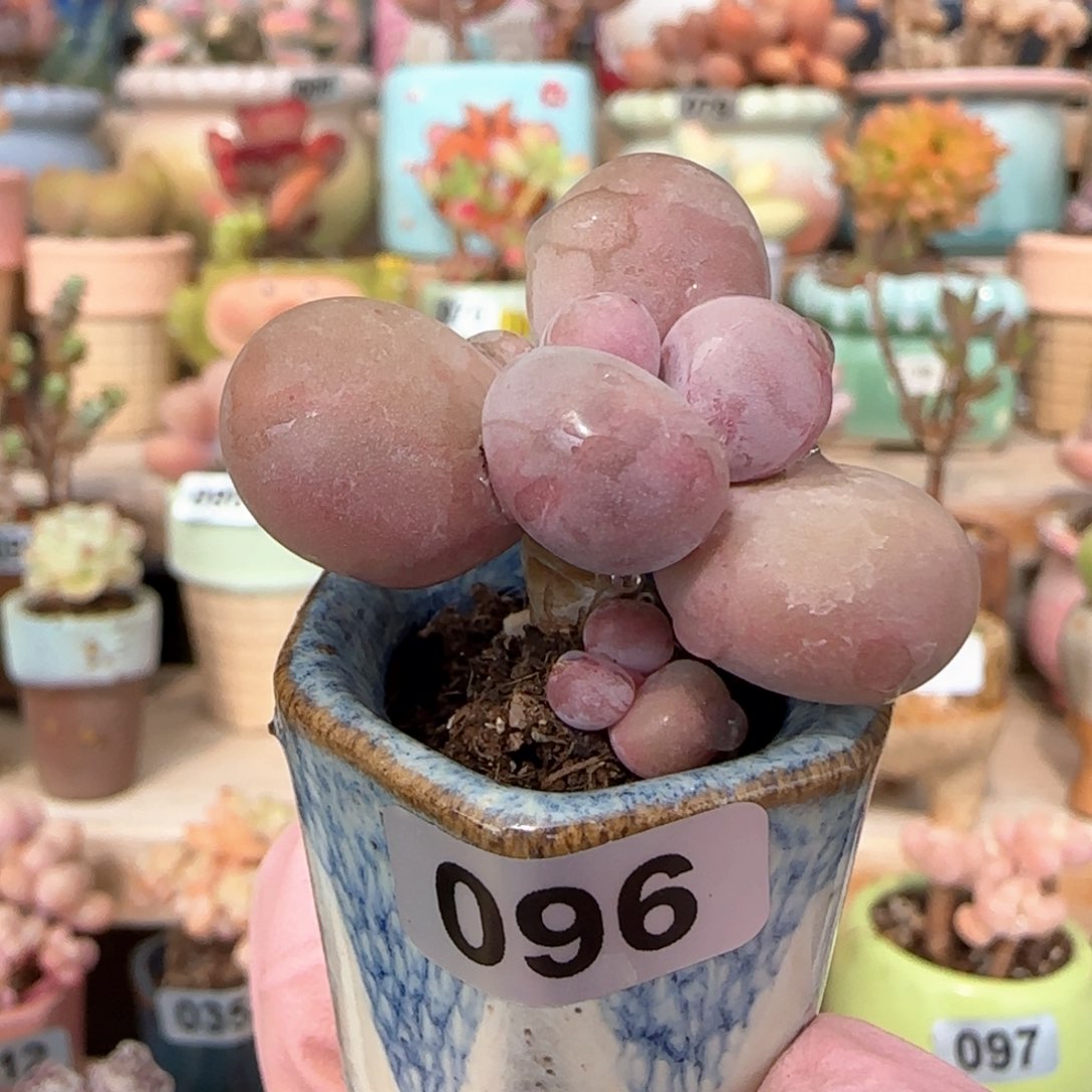 优选 蛋黄奶 一物一拍