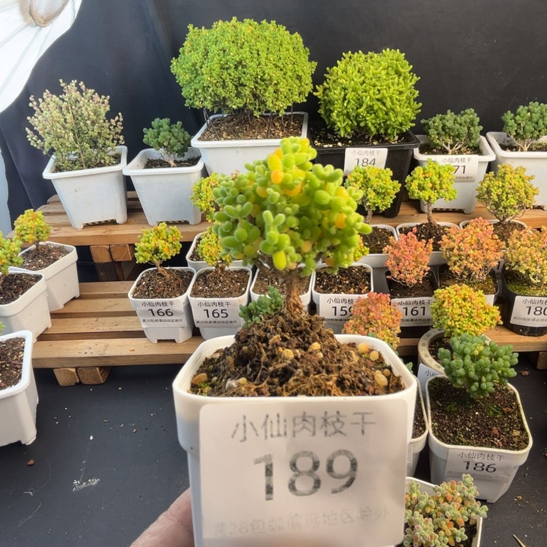 189枝干番杏小老桩金桔