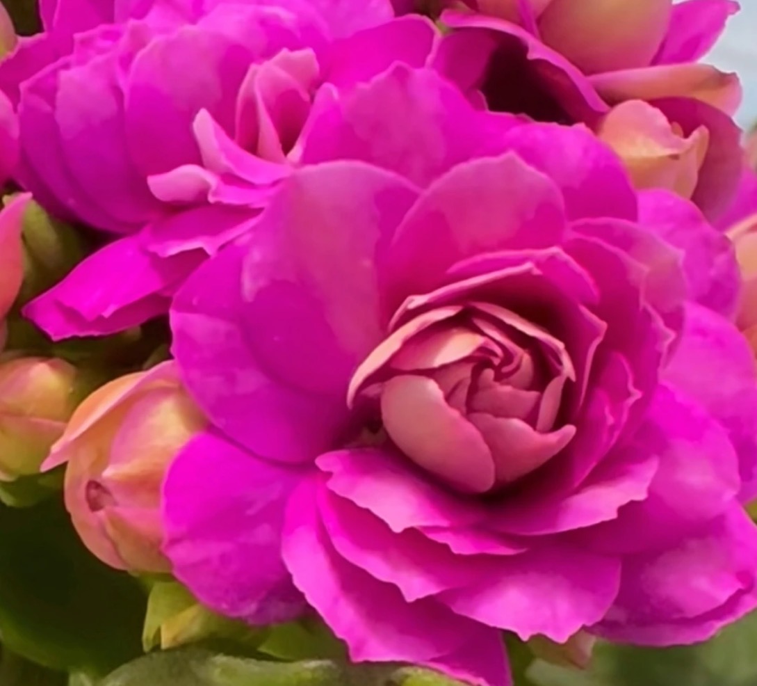 《维多利亚》120盆长寿花