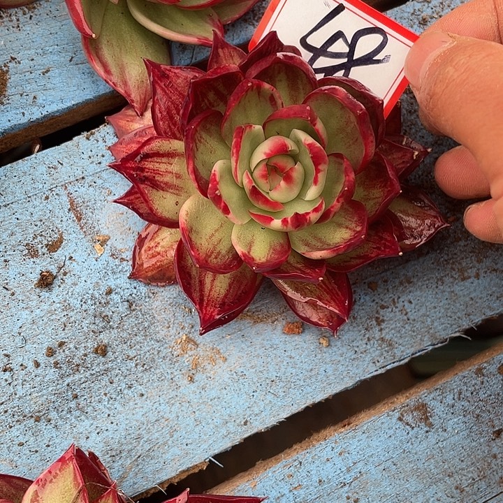 *****48///////////////