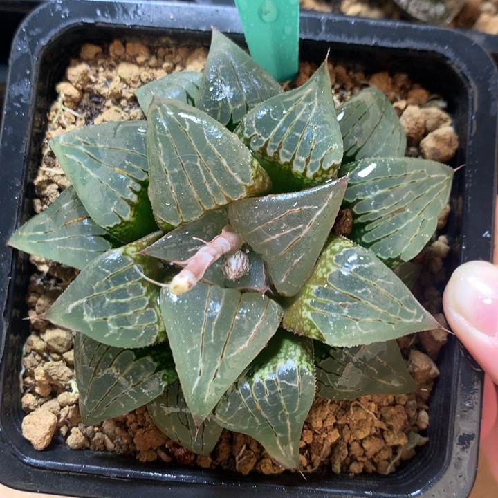 水晶克一物一拍带盆