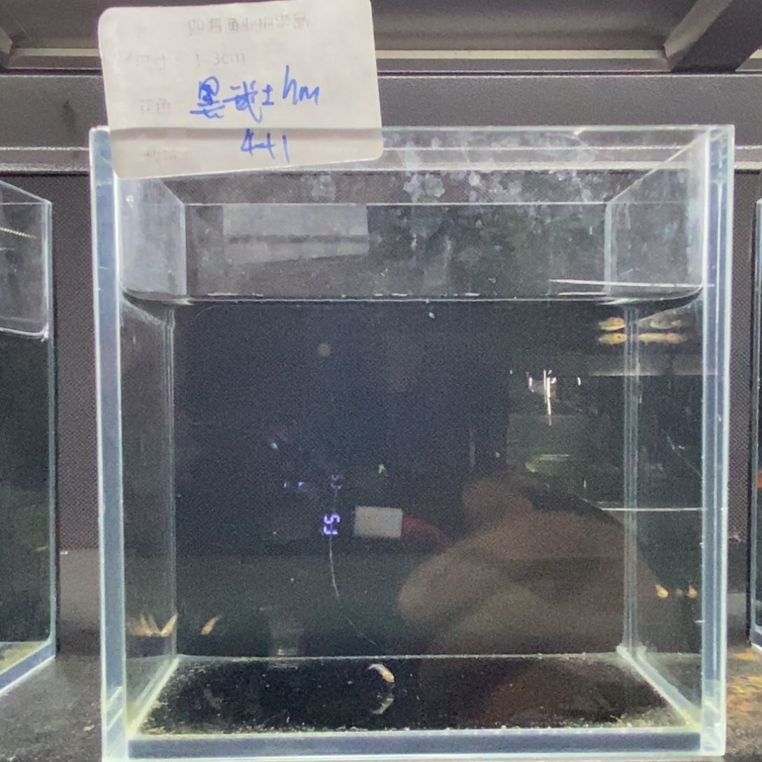 斗鱼包活不包损所见即所得019