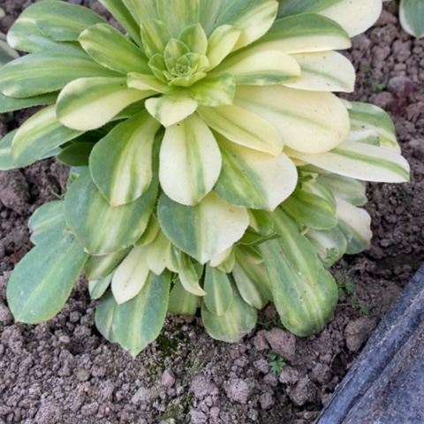 553夜光杯满25包邮多肉