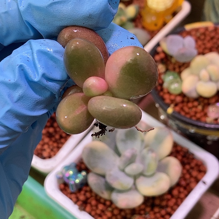 红手指锦多肉多肉植物多肉植物
