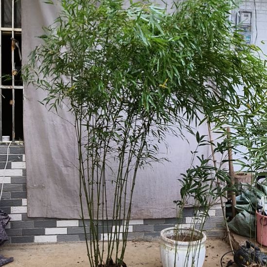 一***记完全开放筇竹算盘竹盆栽绿植