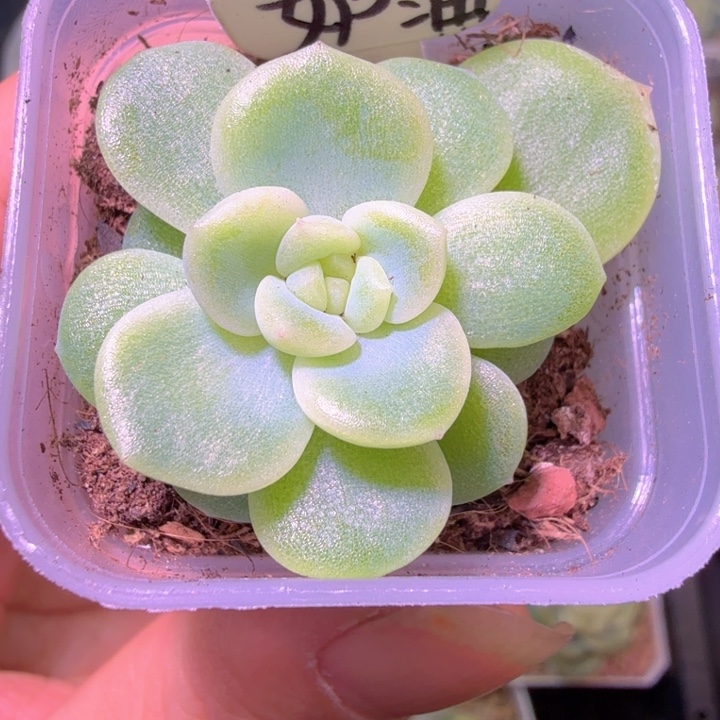 奶油财富密码多肉植物