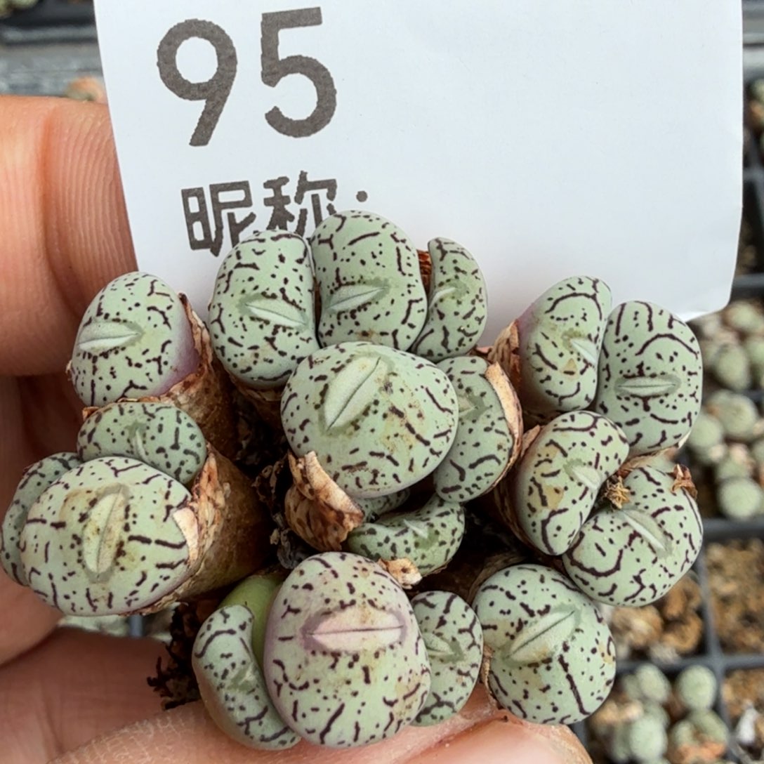 橘***3多肉植物           