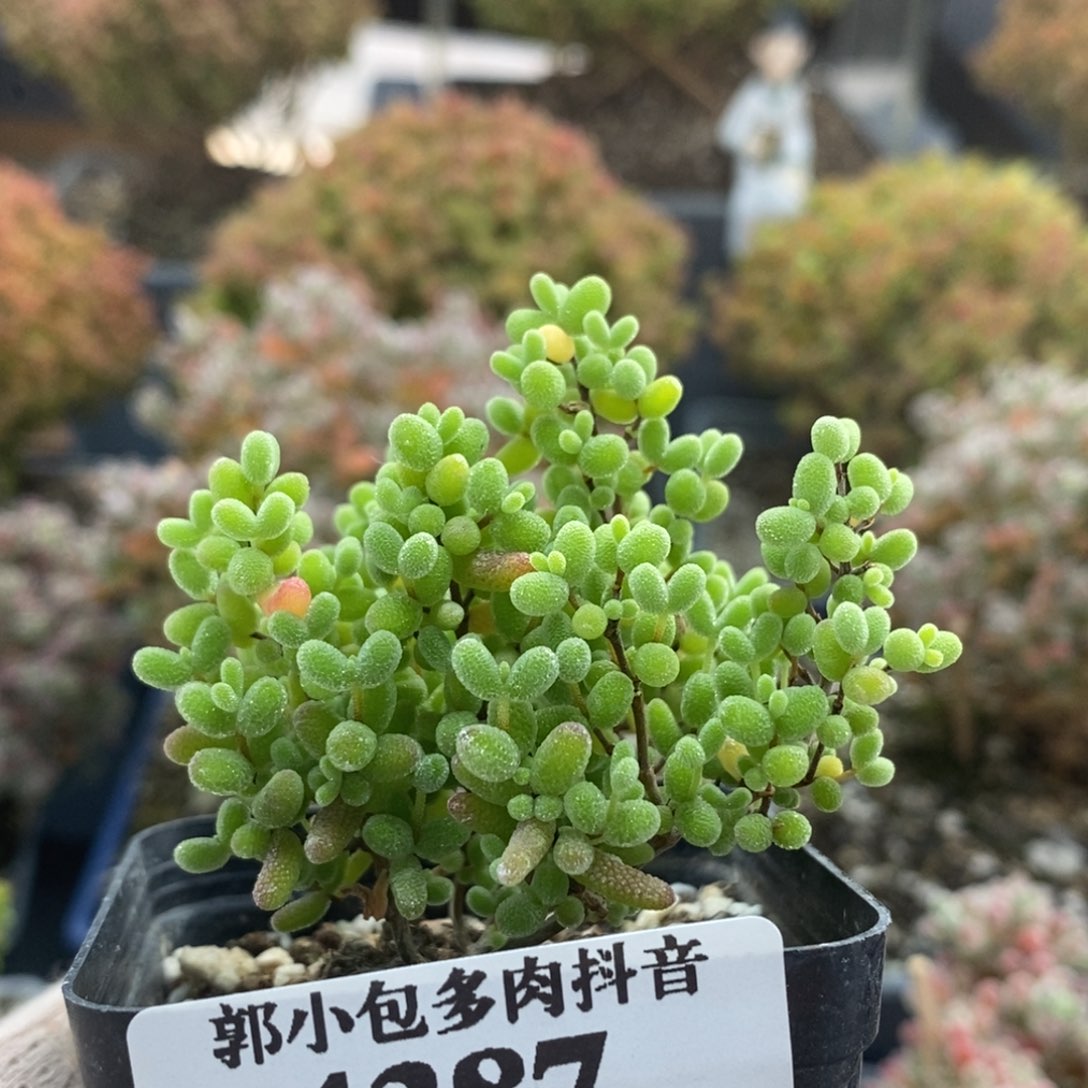 蜜橘糖球4387枝干番杏