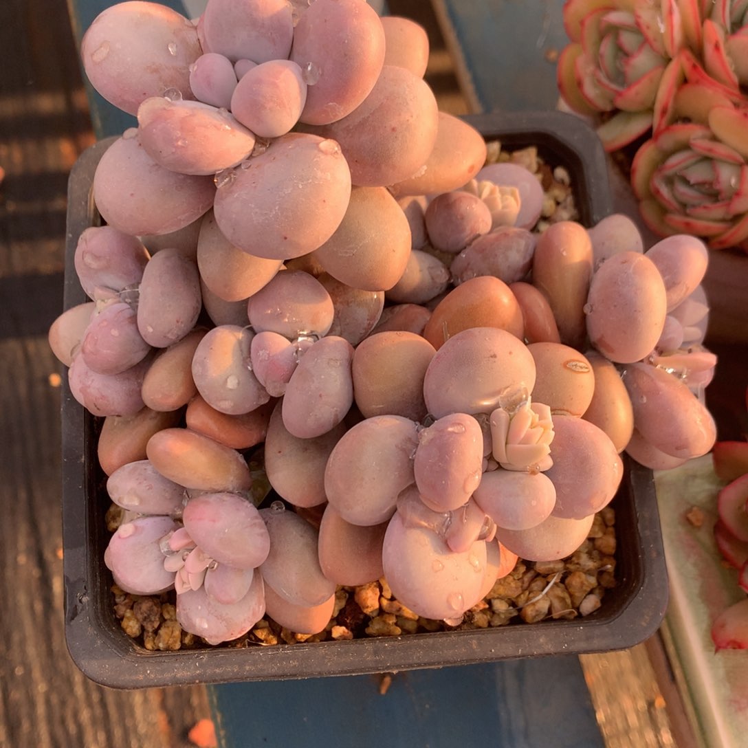 鸡蛋美人无砍一物一拍