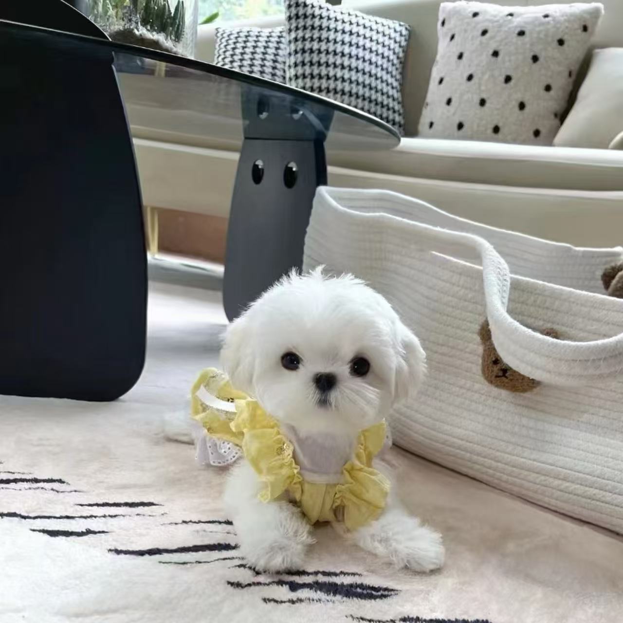 新（泰安欢喜家）T狗狗活体