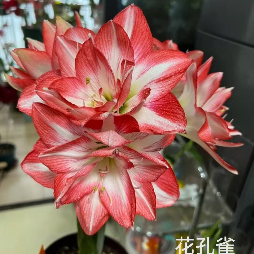 花孔雀大球，万人迷花孔雀，粉白色重瓣好花型朱顶红香水百合绿植