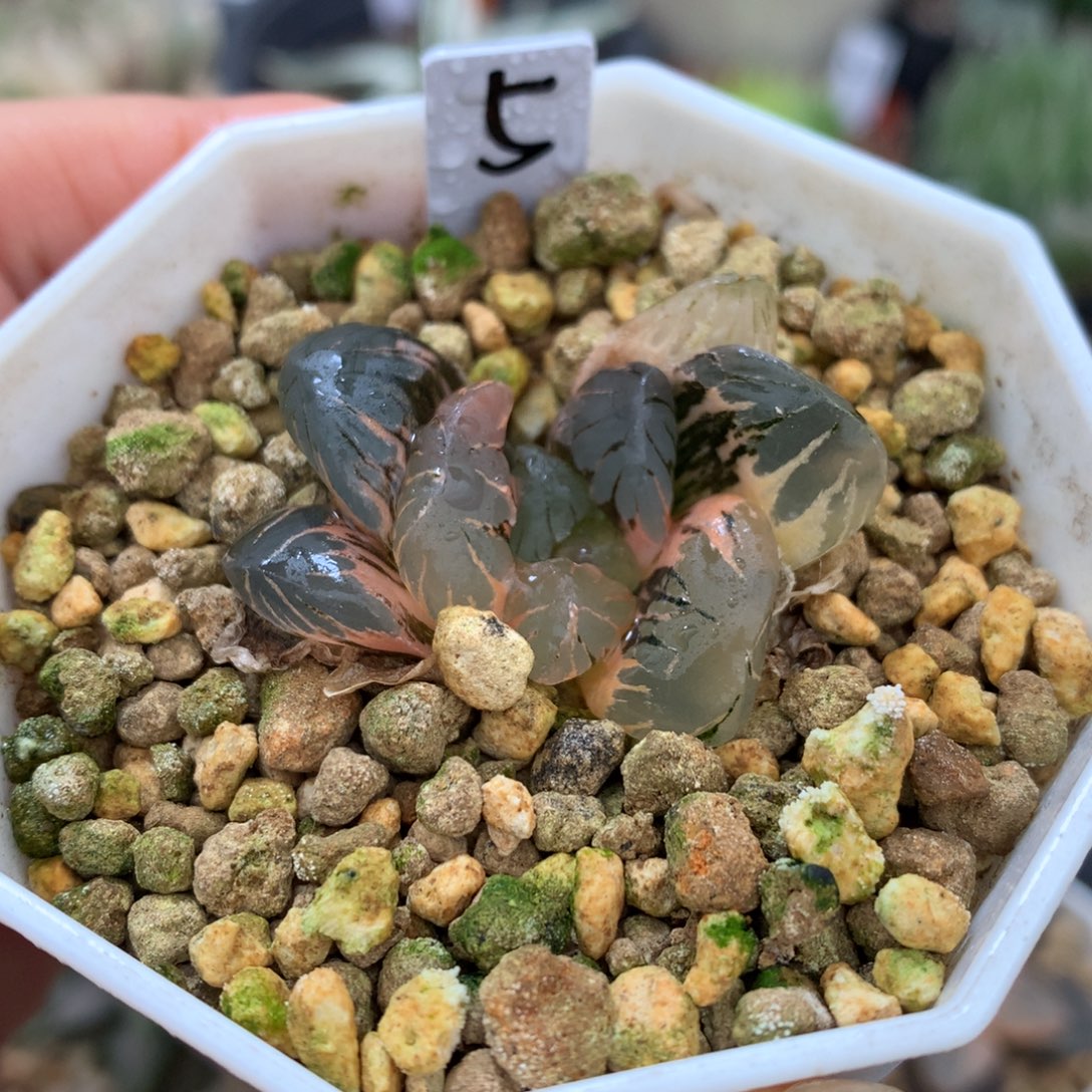 黑水晶玉露锦，带盆一起