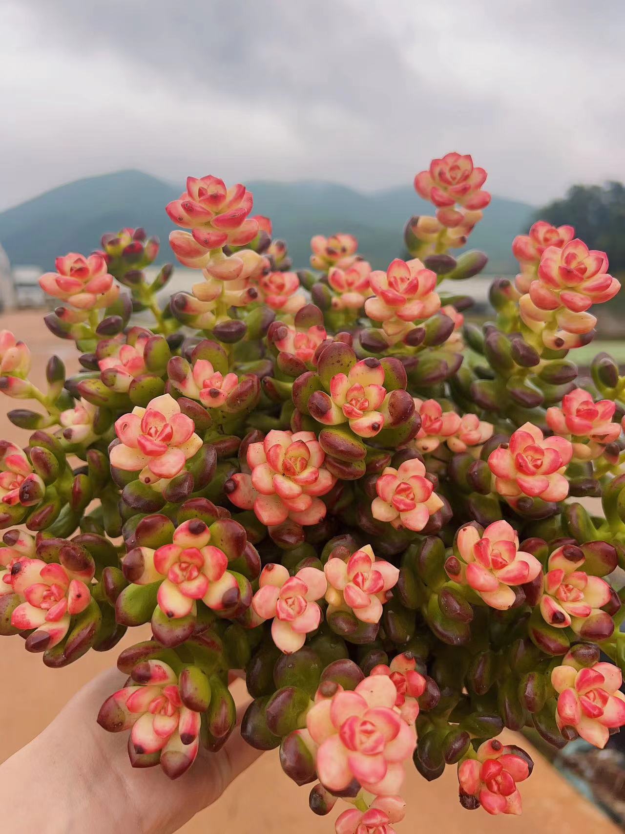 x胭脂豆 多肉植物 带盆带土载好种好 好养耐活
