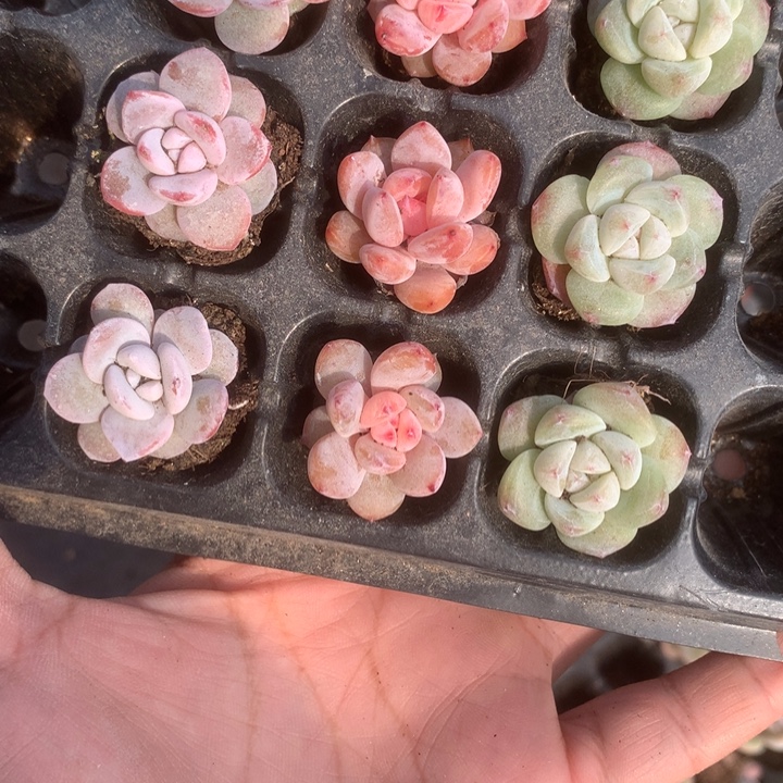 雪莲3颗。冰玉3颗。樱花粉3颗。包邮