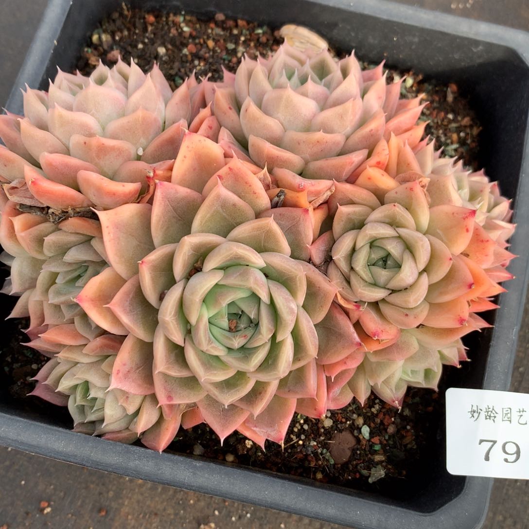 79杂交多肉老桩15包邮