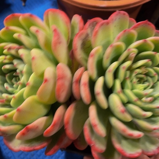 逆*十里桃花18114多肉