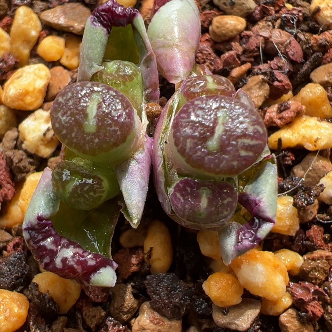 434。青蛙优选青花瓷xBO墨