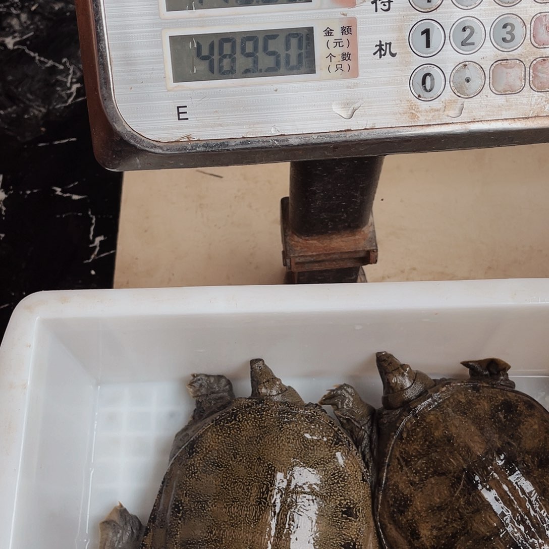 中国大陆野生甲鱼包邮包活